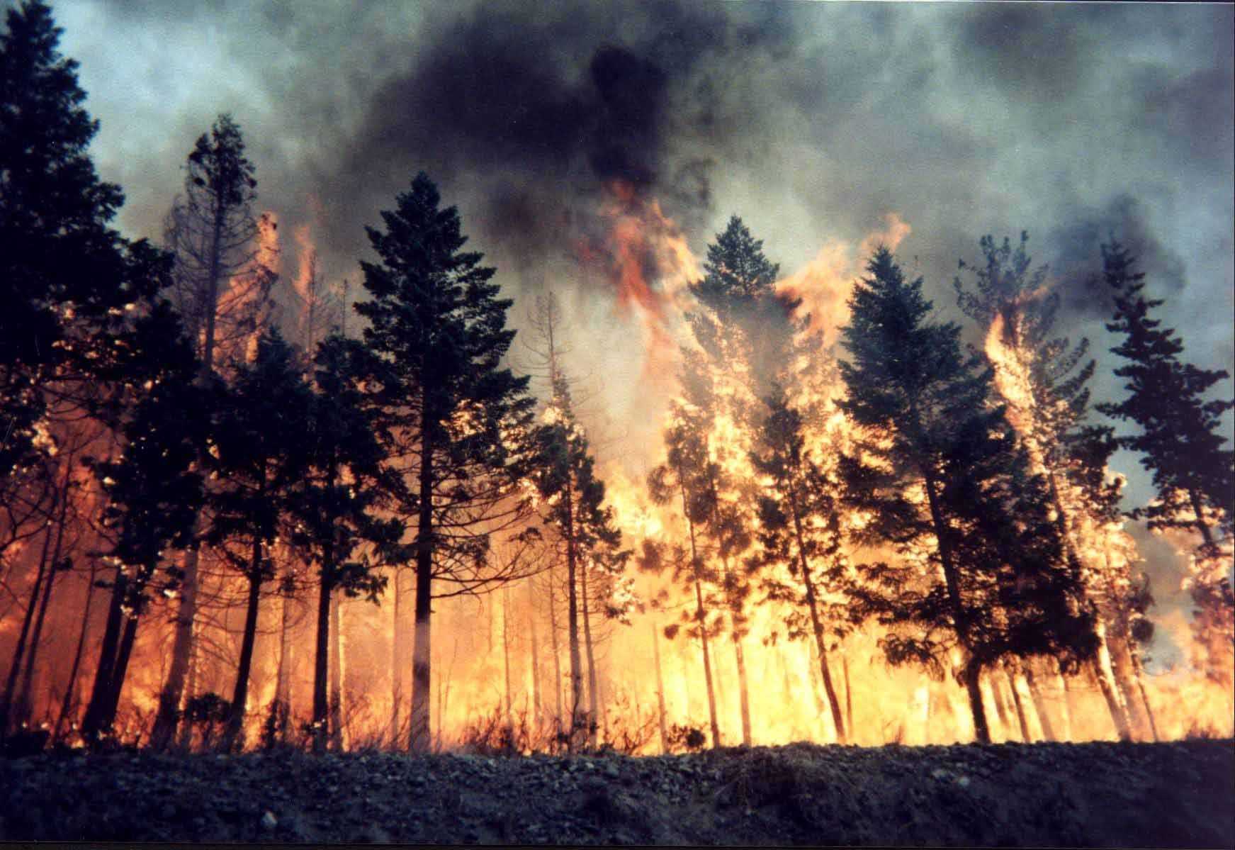Обращение руководства лесхоза по пожарам