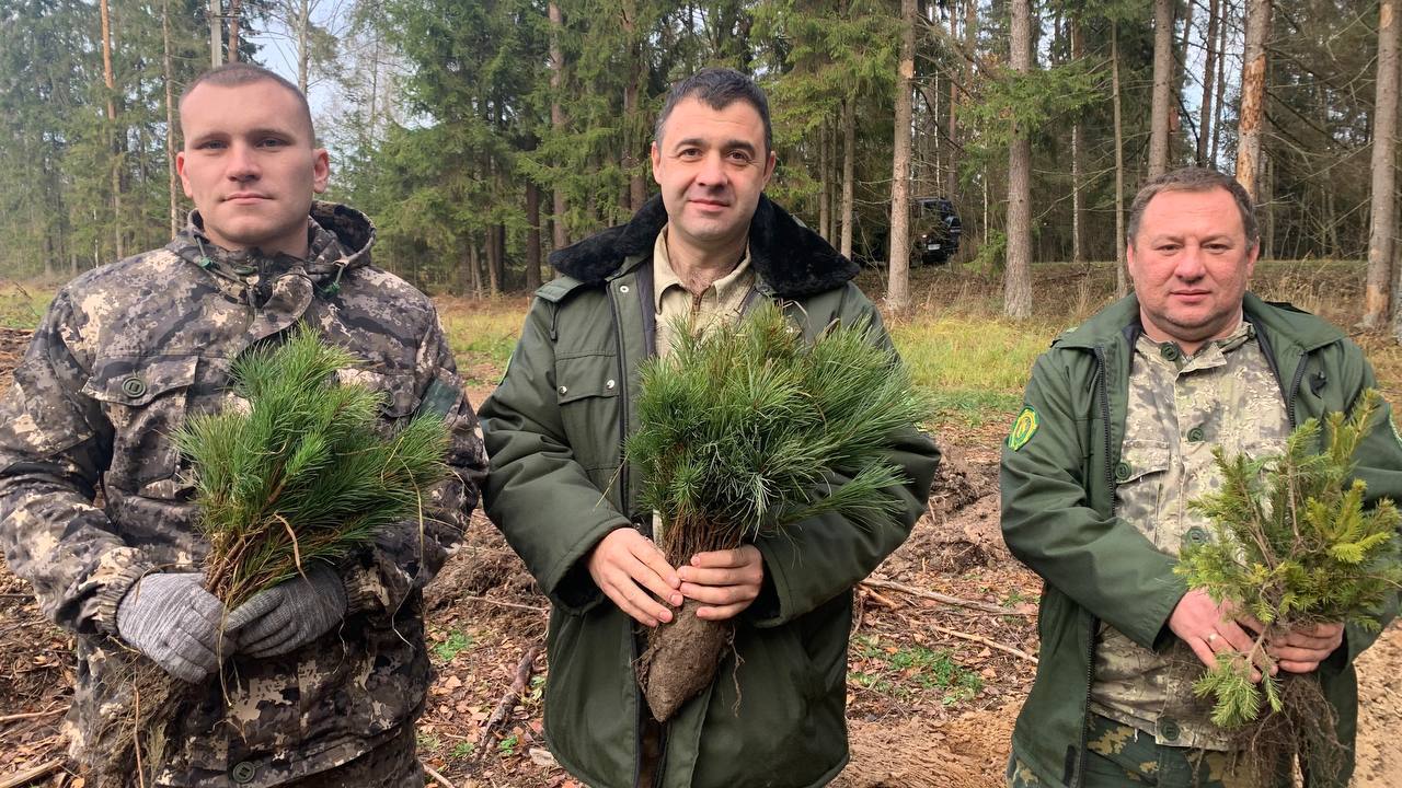 Сеянцы сосны кедровой из Приморского края дополнят лесные культуры Осиповичских лесов. 
