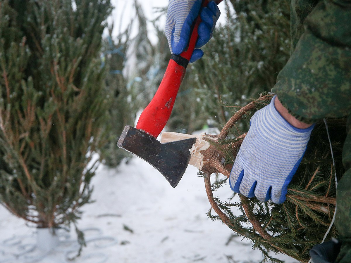 Фотоловушки и рейды