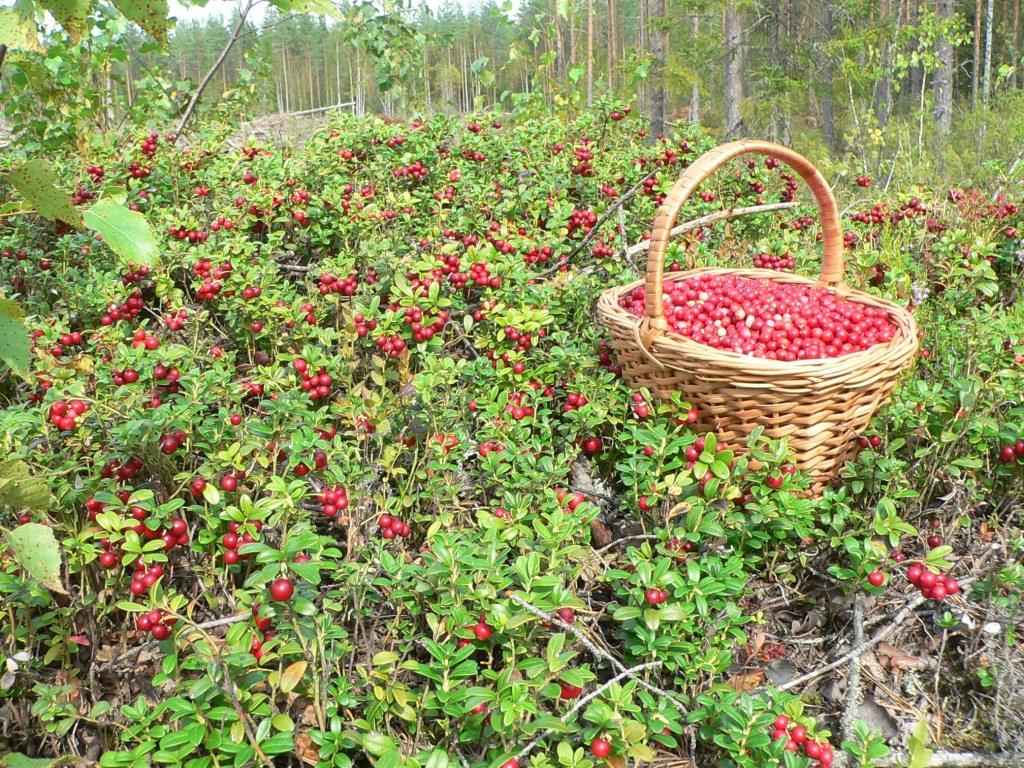 Определены сроки сбора клюквы и брусники на Могилевщине