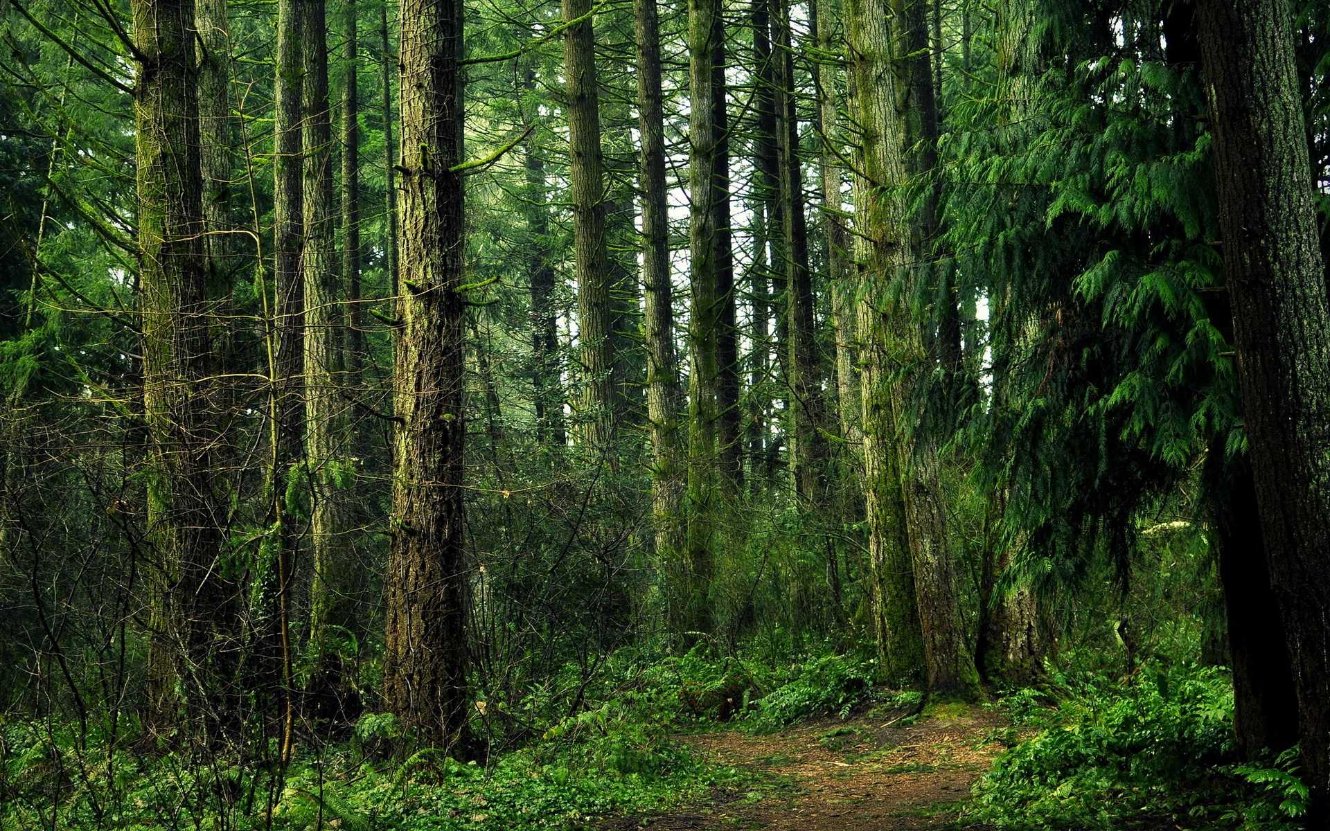 Правительство установило таксовую стоимость на древесину основных лесных пород, отпускаемую на корню, в 2023 году