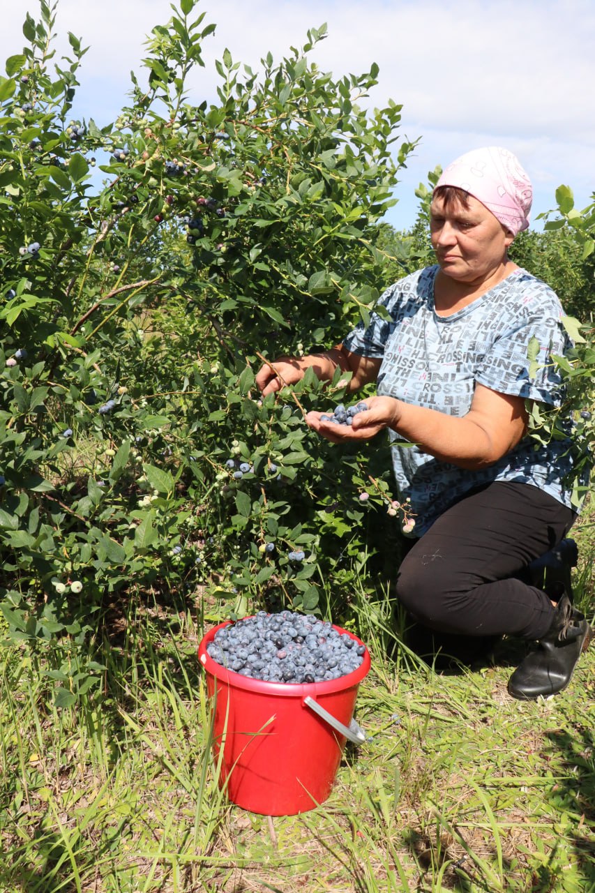 Пачалася ўборка ўраджаю буякоў