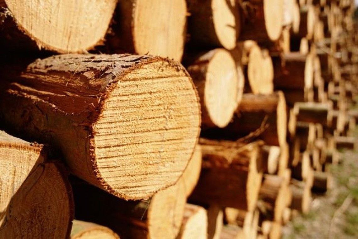 Усовершенствован порядок реализации древесины